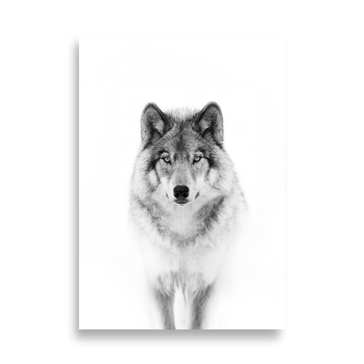 Poster - Calm Wolf 21×30 cm artlia