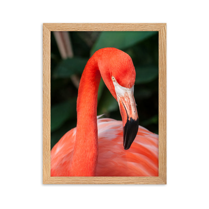 Poster - Flamingo, Phoenicopterus Ruber Oak / 30×40 cm artlia