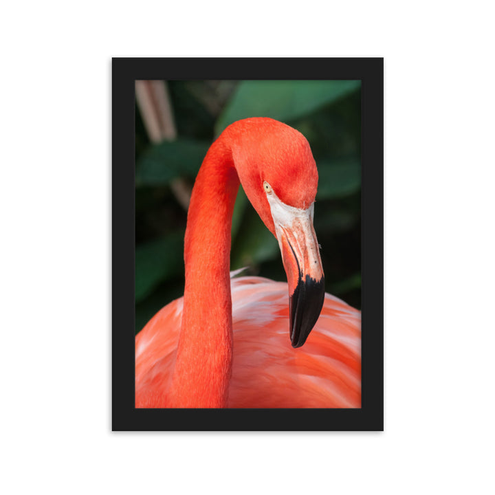 Poster - Flamingo, Phoenicopterus Ruber Schwarz / 21×30 cm artlia