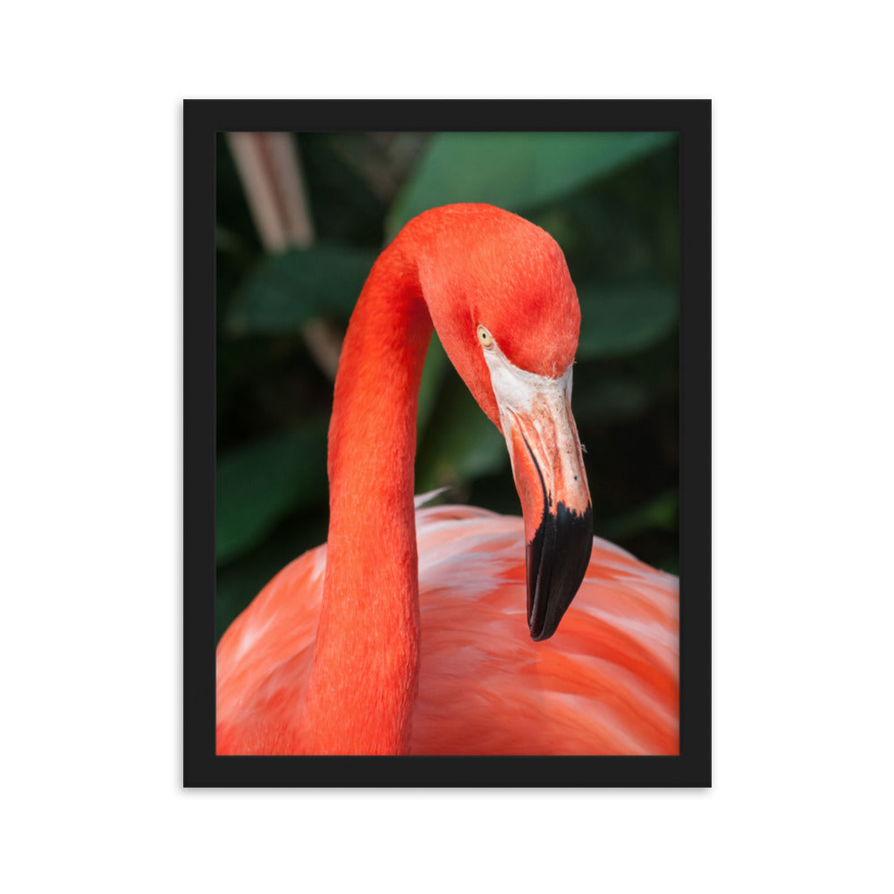 Poster - Flamingo, Phoenicopterus Ruber Schwarz / 30×40 cm artlia