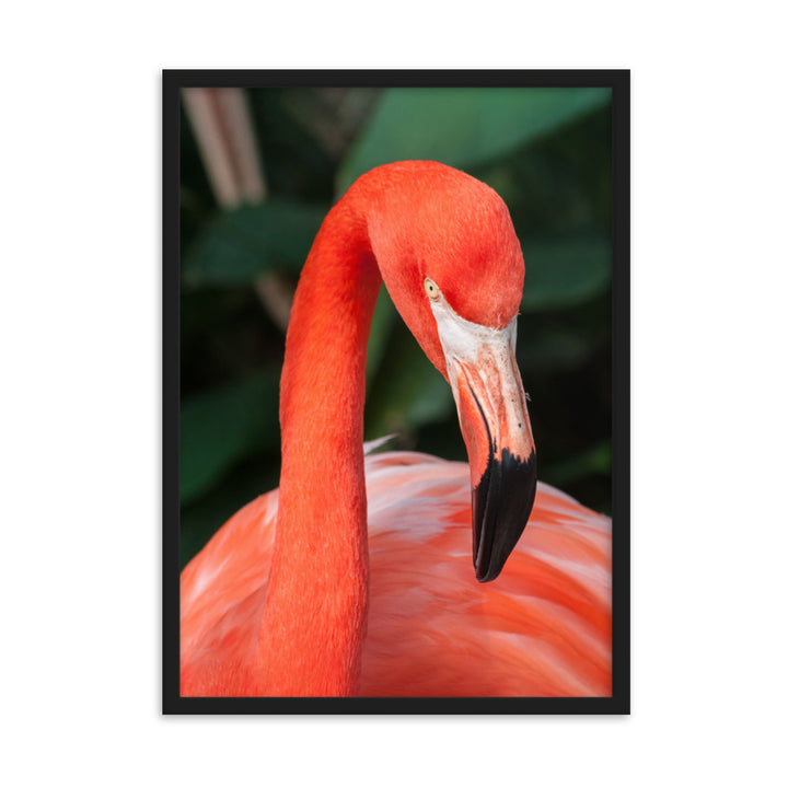 Poster - Flamingo, Phoenicopterus Ruber Schwarz / 50×70 cm artlia