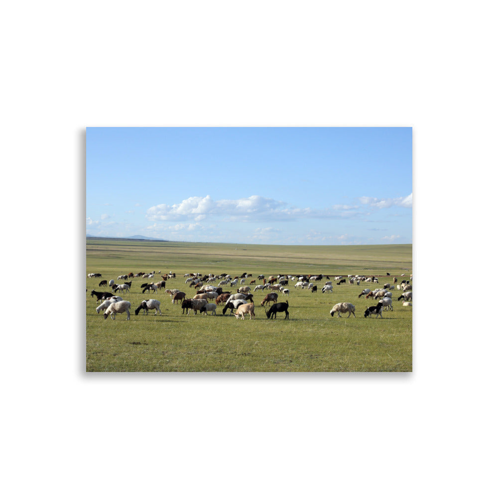 Poster - Herd of sheep graze in Mongolian steppe 30×40 cm artlia