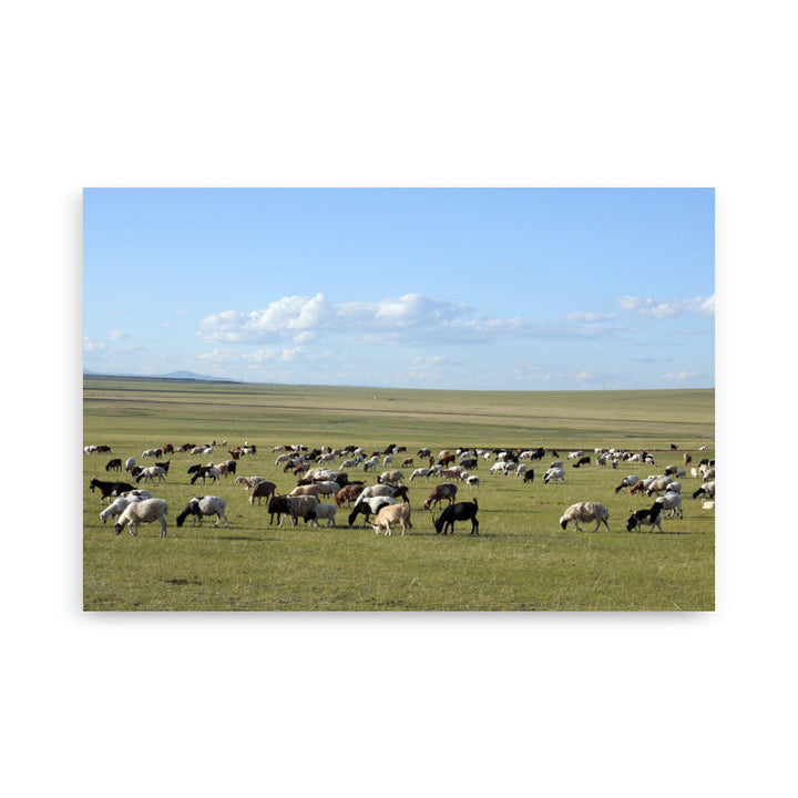 Poster - Herd of sheep graze in Mongolian steppe 61×91 cm artlia