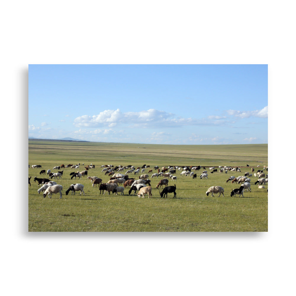 Poster - Herd of sheep graze in Mongolian steppe 70×100 cm artlia