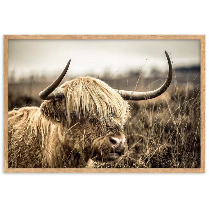 Poster - Highland Cattle Retro Oak / 61×91 cm artlia