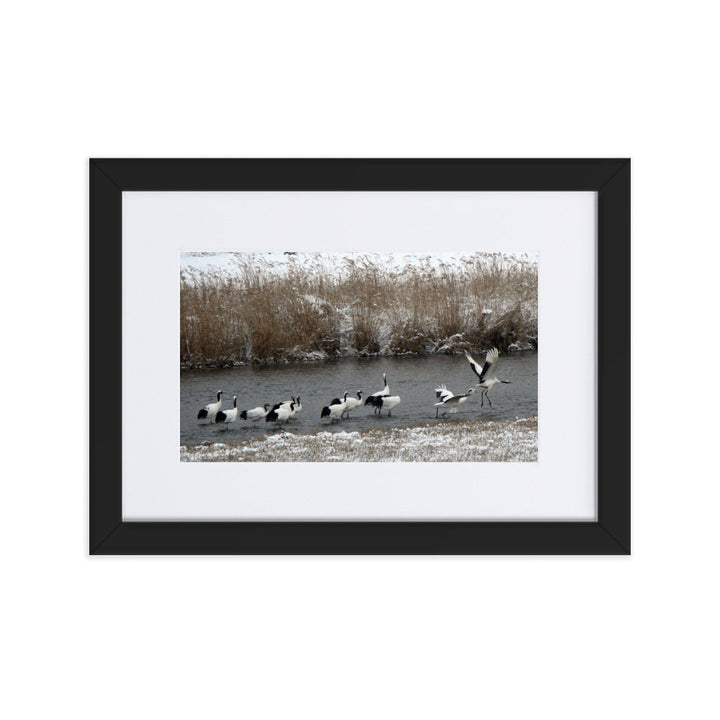 Poster mit Passepartout - Kraniche in Hantangang Schwarz / 21×30 cm artlia