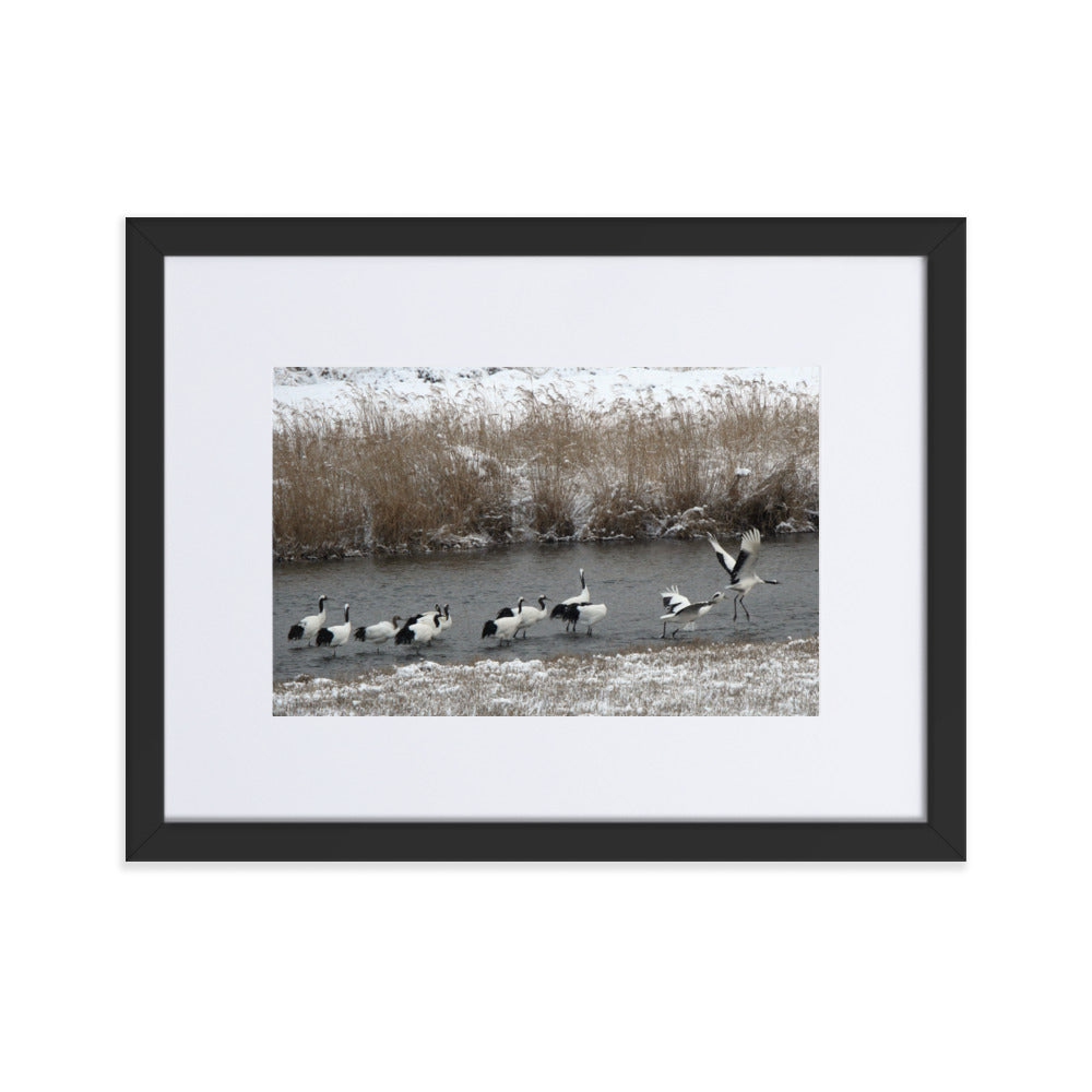 Poster mit Passepartout - Kraniche in Hantangang Schwarz / 30×40 cm artlia