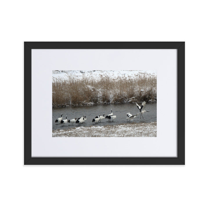 Poster mit Passepartout - Kraniche in Hantangang Schwarz / 30×40 cm artlia