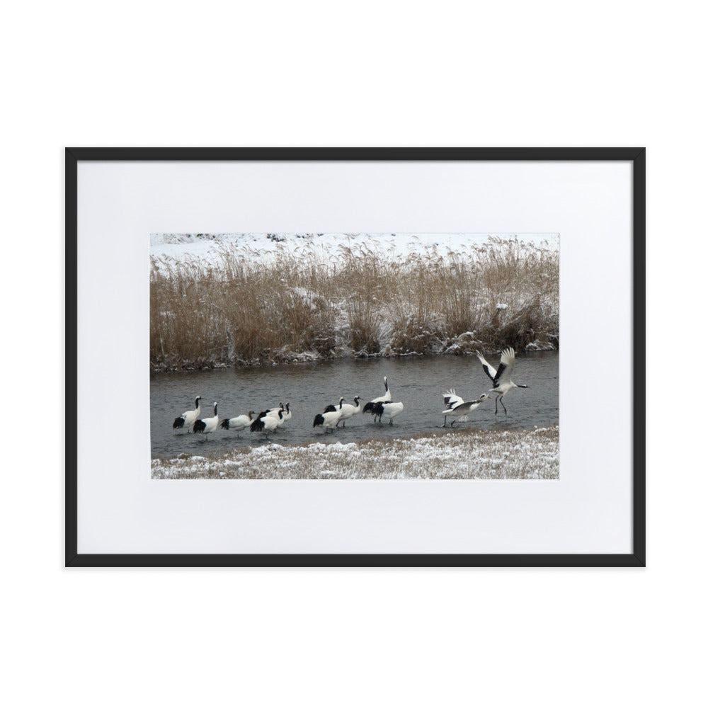 Poster mit Passepartout - Kraniche in Hantangang Schwarz / 50×70 cm artlia