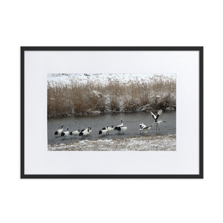 Poster mit Passepartout - Kraniche in Hantangang Schwarz / 50×70 cm artlia