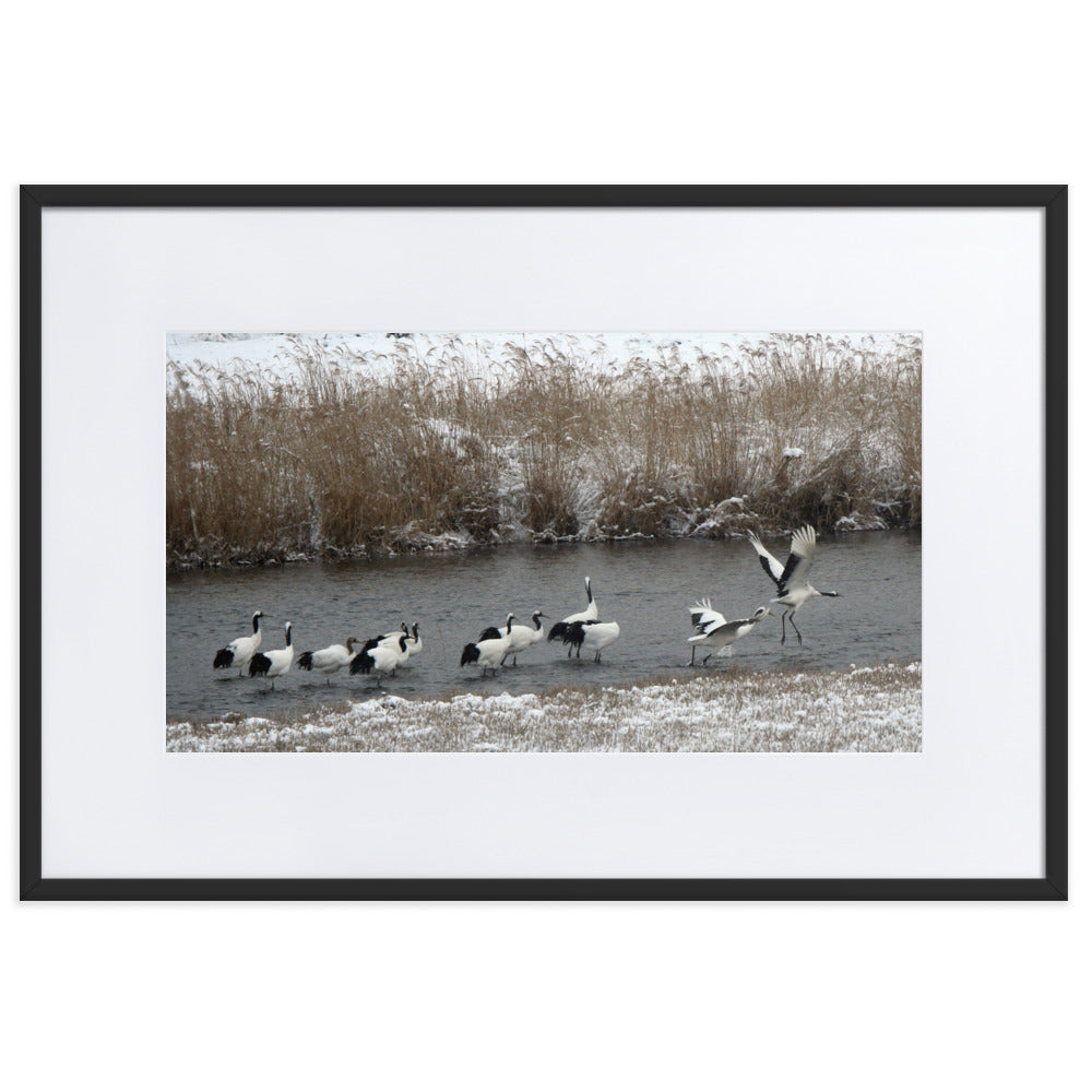 Poster mit Passepartout - Kraniche in Hantangang Schwarz / 61×91 cm artlia