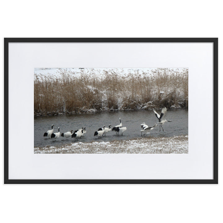 Poster mit Passepartout - Kraniche in Hantangang Schwarz / 61×91 cm artlia