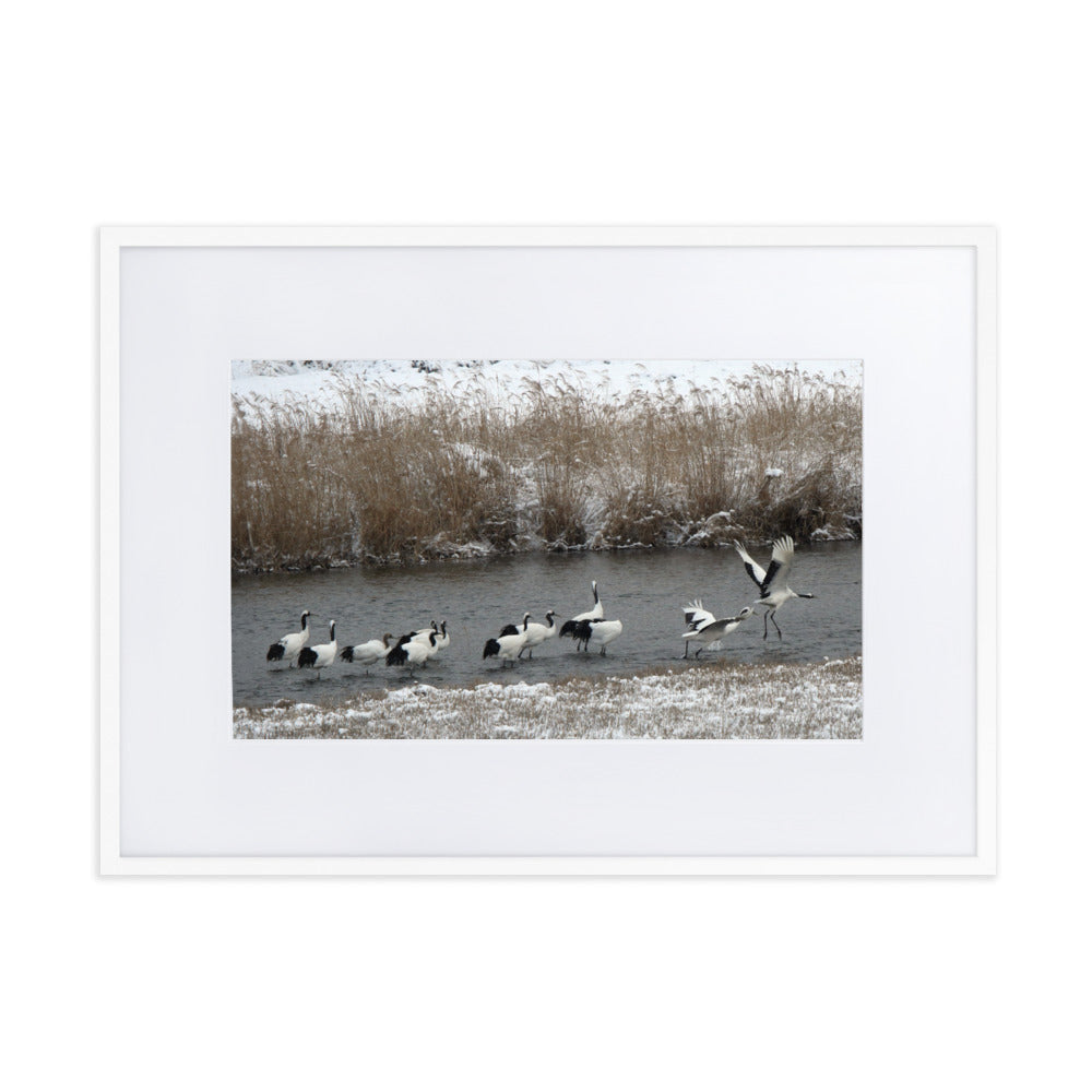 Poster mit Passepartout - Kraniche in Hantangang Weiß / 50×70 cm artlia