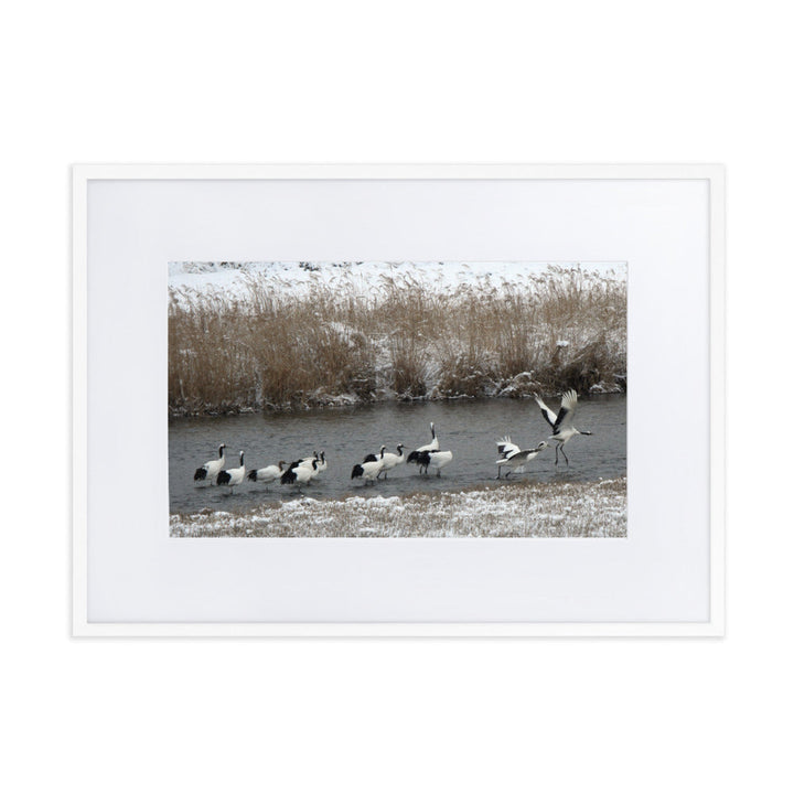 Poster mit Passepartout - Kraniche in Hantangang Weiß / 50×70 cm artlia
