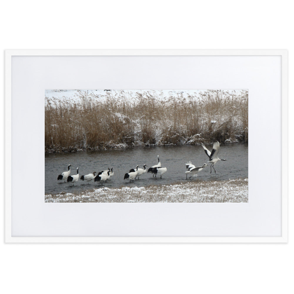 Poster mit Passepartout - Kraniche in Hantangang Weiß / 61×91 cm artlia