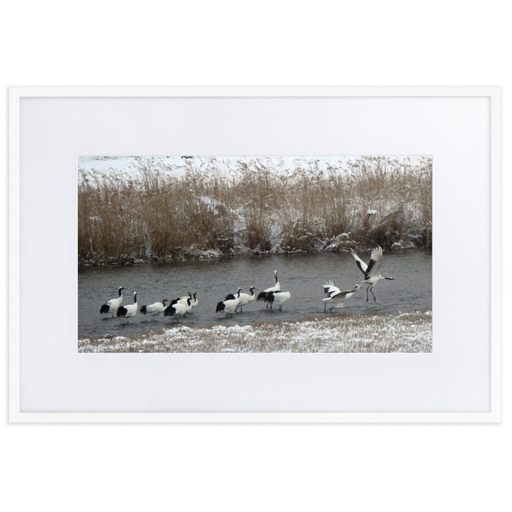 Poster mit Passepartout - Kraniche in Hantangang Weiß / 61×91 cm artlia