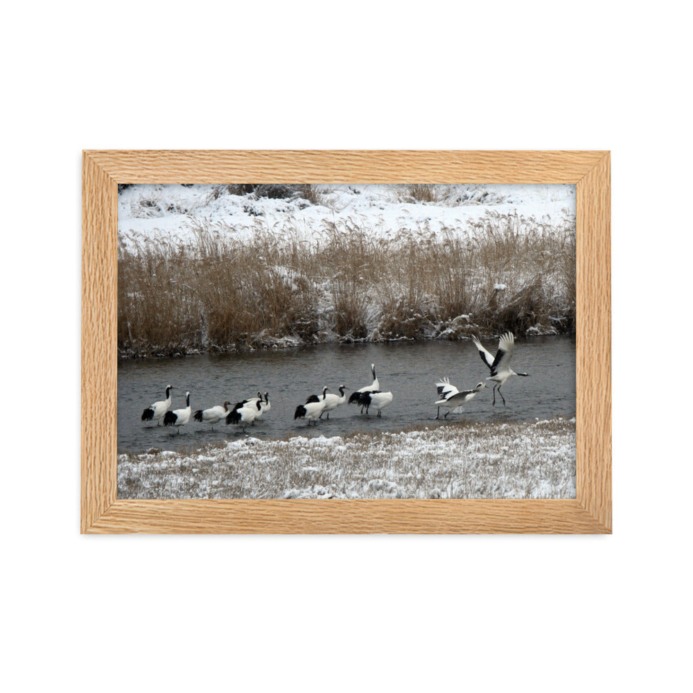 Poster mit Rahmen - Kraniche in Hantangang Oak / 21×30 cm artlia