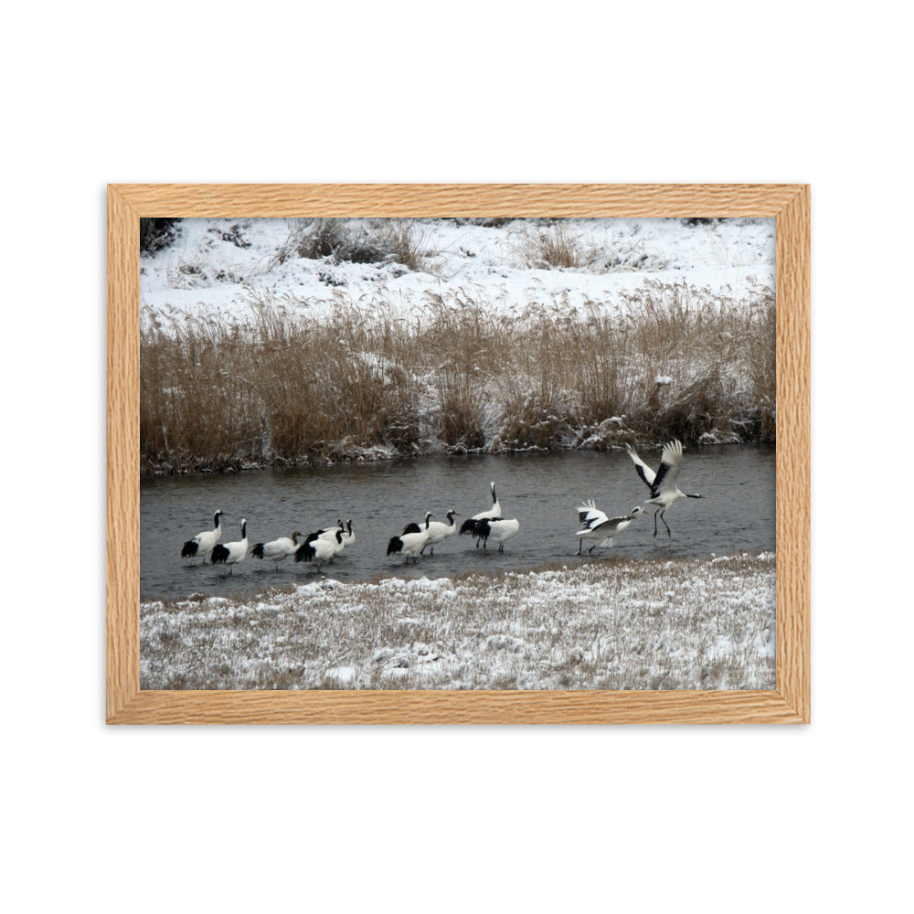 Poster mit Rahmen - Kraniche in Hantangang Oak / 30×40 cm artlia