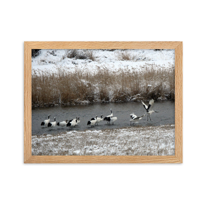 Poster mit Rahmen - Kraniche in Hantangang Oak / 30×40 cm artlia
