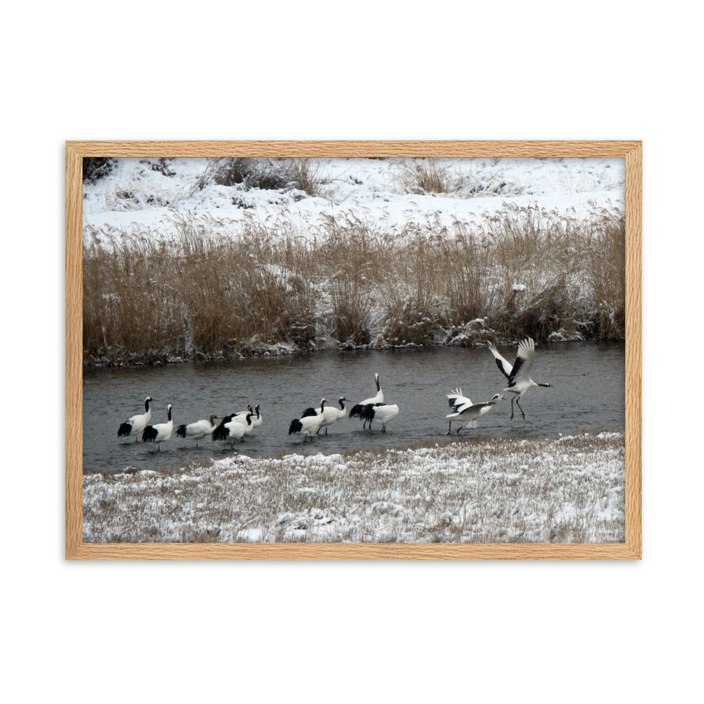 Poster mit Rahmen - Kraniche in Hantangang Oak / 50×70 cm artlia