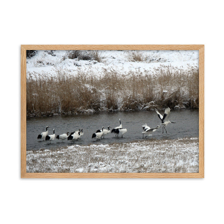 Poster mit Rahmen - Kraniche in Hantangang Oak / 50×70 cm artlia