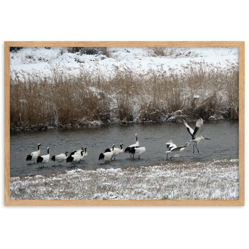 Poster mit Rahmen - Kraniche in Hantangang Oak / 61×91 cm artlia