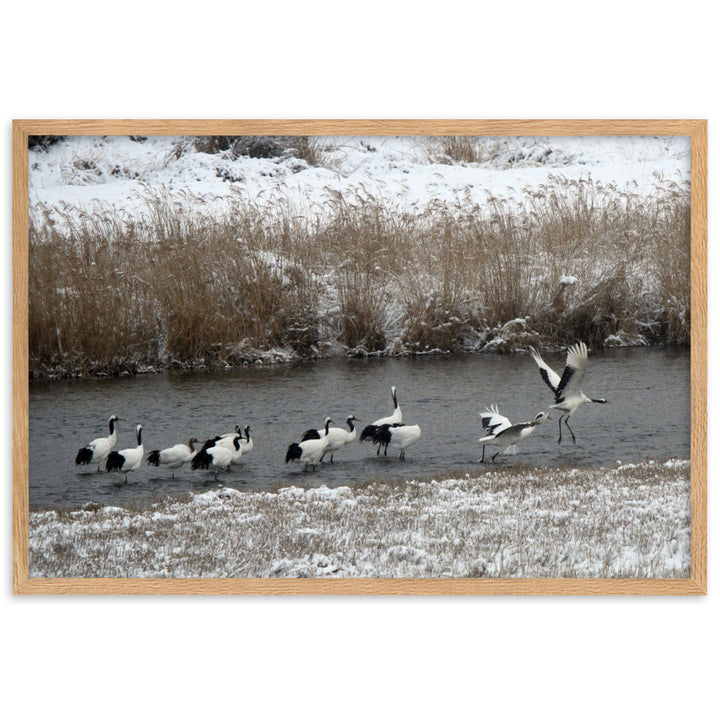 Poster mit Rahmen - Kraniche in Hantangang Oak / 61×91 cm artlia