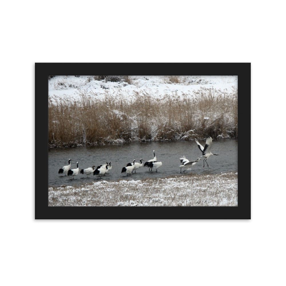 Poster mit Rahmen - Kraniche in Hantangang Schwarz / 21×30 cm artlia