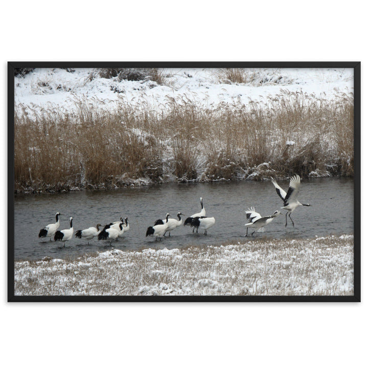 Poster mit Rahmen - Kraniche in Hantangang Schwarz / 61×91 cm artlia