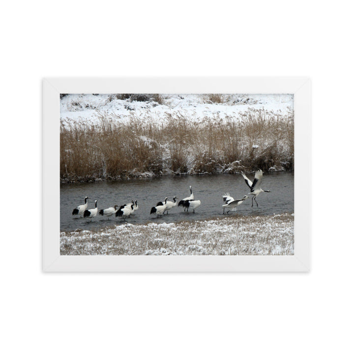 Poster mit Rahmen - Kraniche in Hantangang Weiß / 21×30 cm artlia
