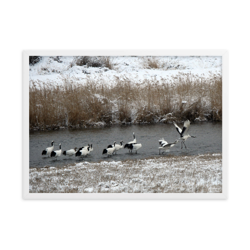 Poster mit Rahmen - Kraniche in Hantangang Weiß / 50×70 cm artlia