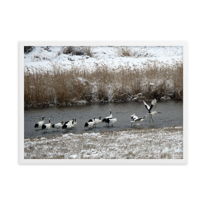 Poster mit Rahmen - Kraniche in Hantangang Weiß / 50×70 cm artlia