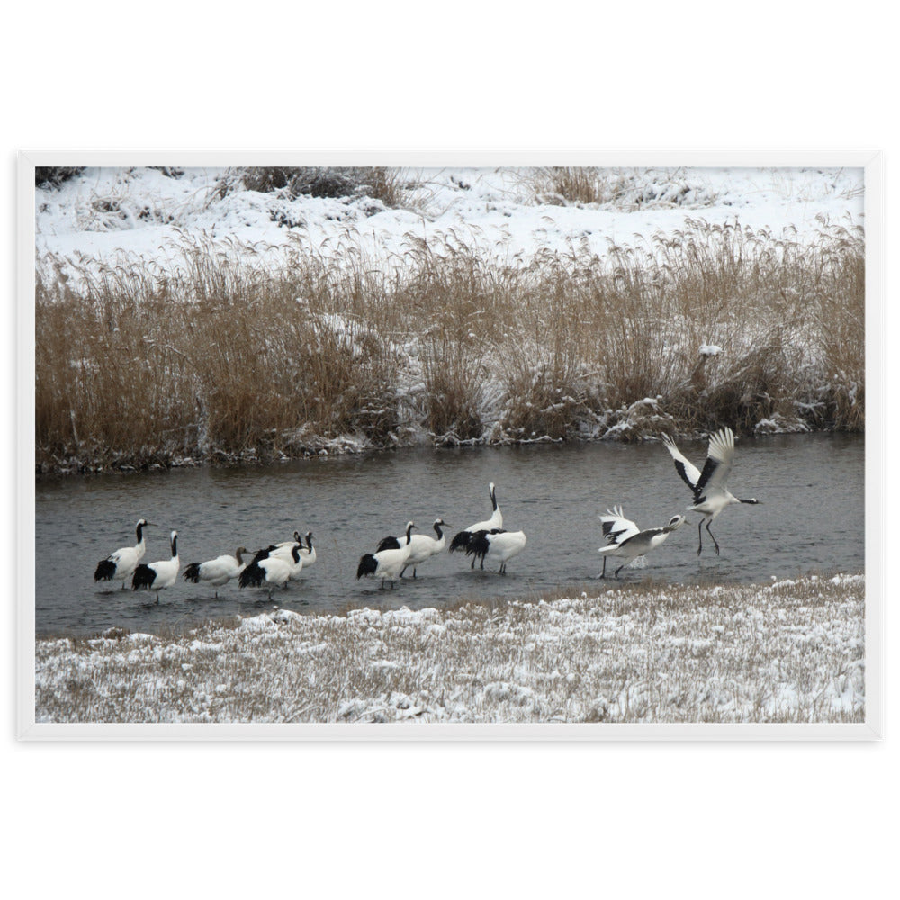 Poster mit Rahmen - Kraniche in Hantangang Weiß / 61×91 cm artlia