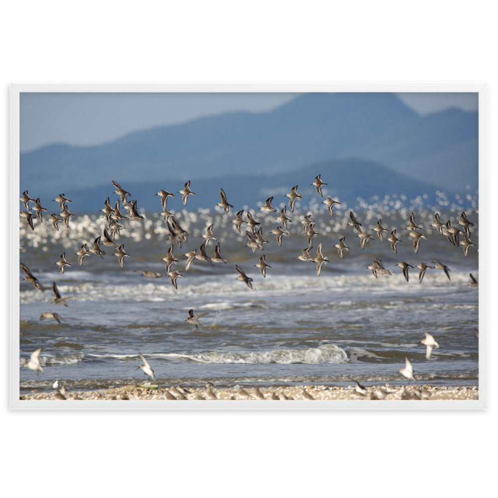 Poster - Shorebirds artlia