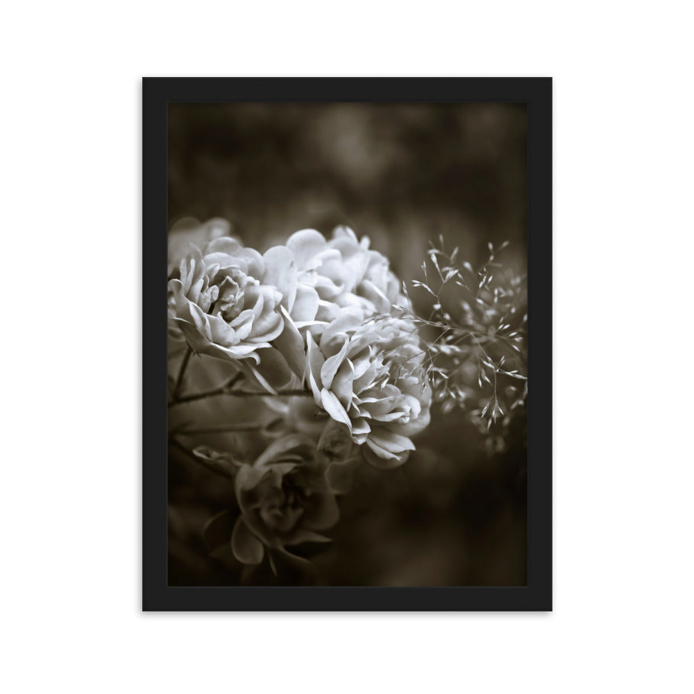 Poster - Weiße Pfingstrosen Schwarz / 30×40 cm artlia