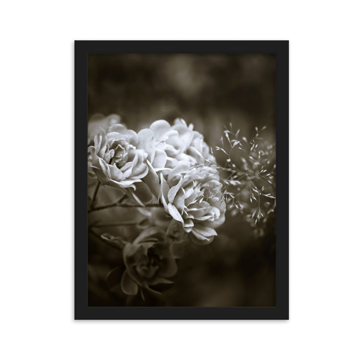 Poster - Weiße Pfingstrosen Schwarz / 30×40 cm artlia