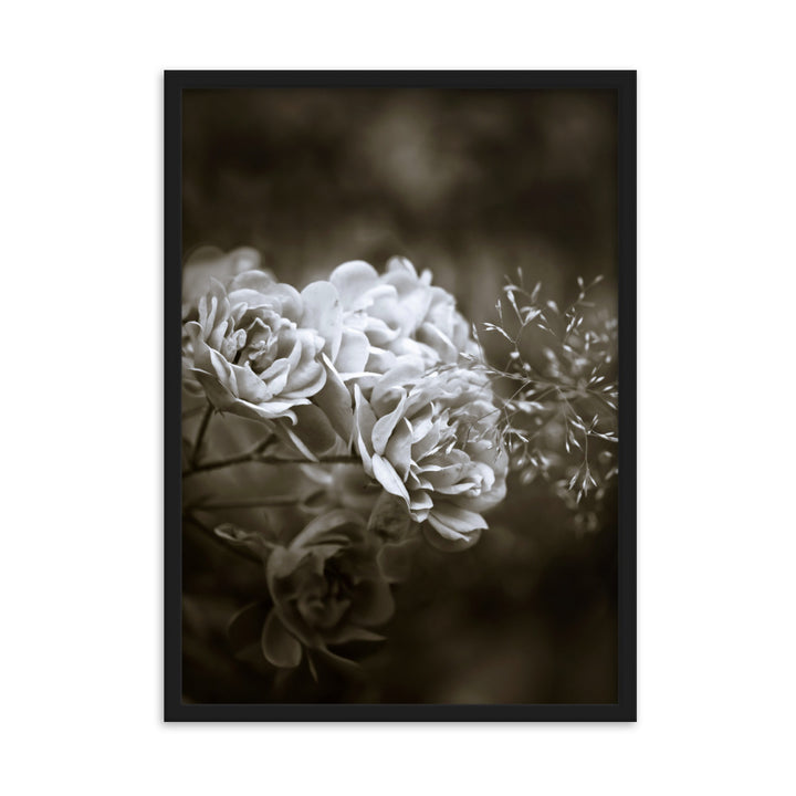 Poster - Weiße Pfingstrosen Schwarz / 50×70 cm artlia