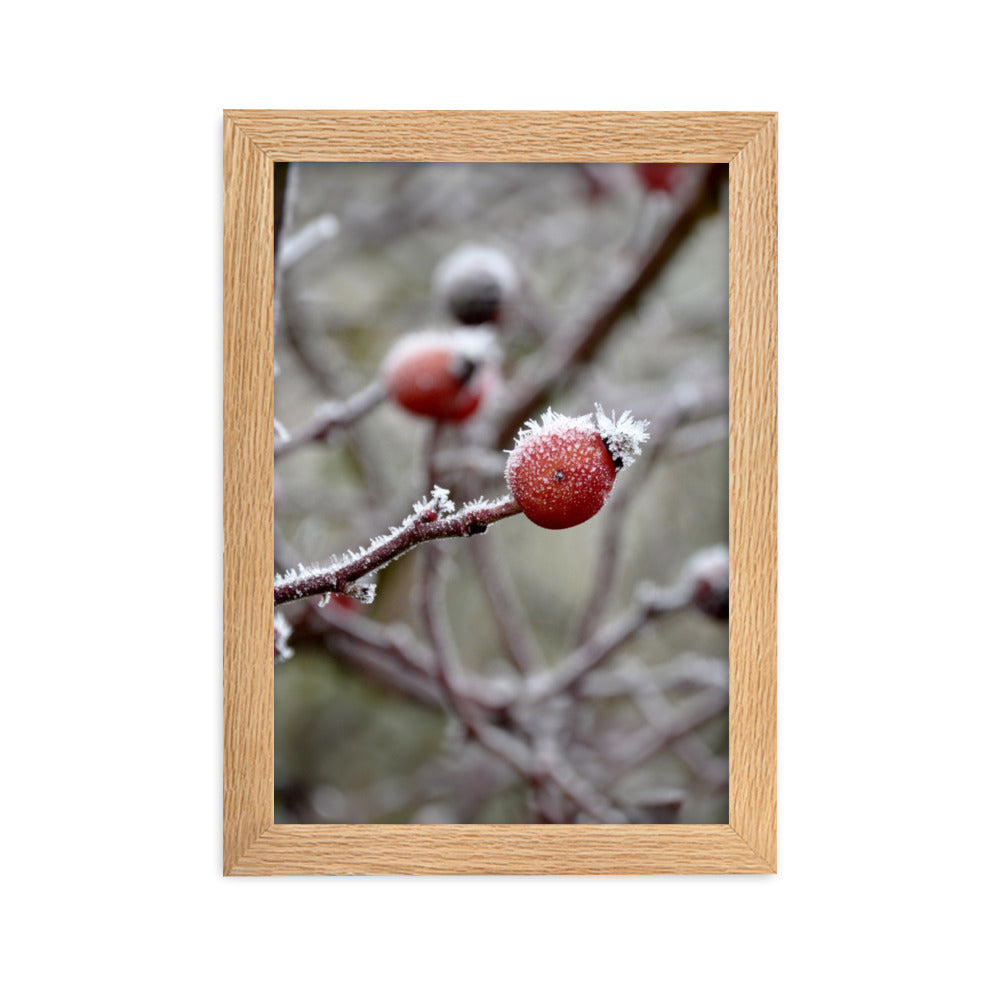 Poster - Winterbeeren II Oak / 21×30 cm artlia