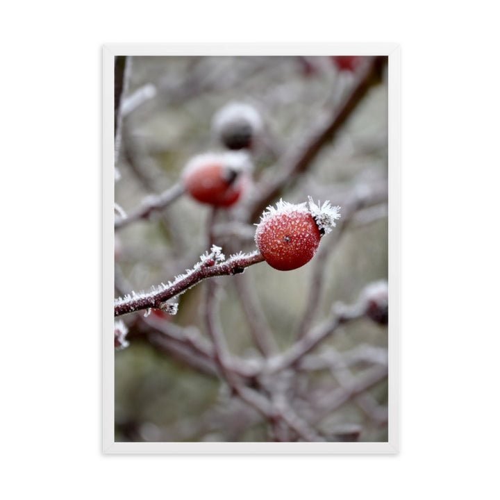 Poster - Winterbeeren II Weiß / 50×70 cm artlia