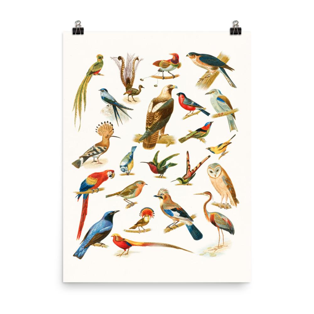 22 Vogelarten - Poster 30x41 cm artlia
