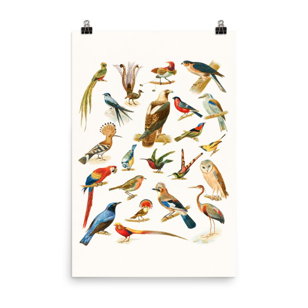 22 Vogelarten - Poster 30x45 cm artlia
