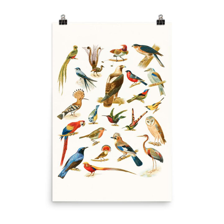 22 Vogelarten - Poster 30x45 cm artlia