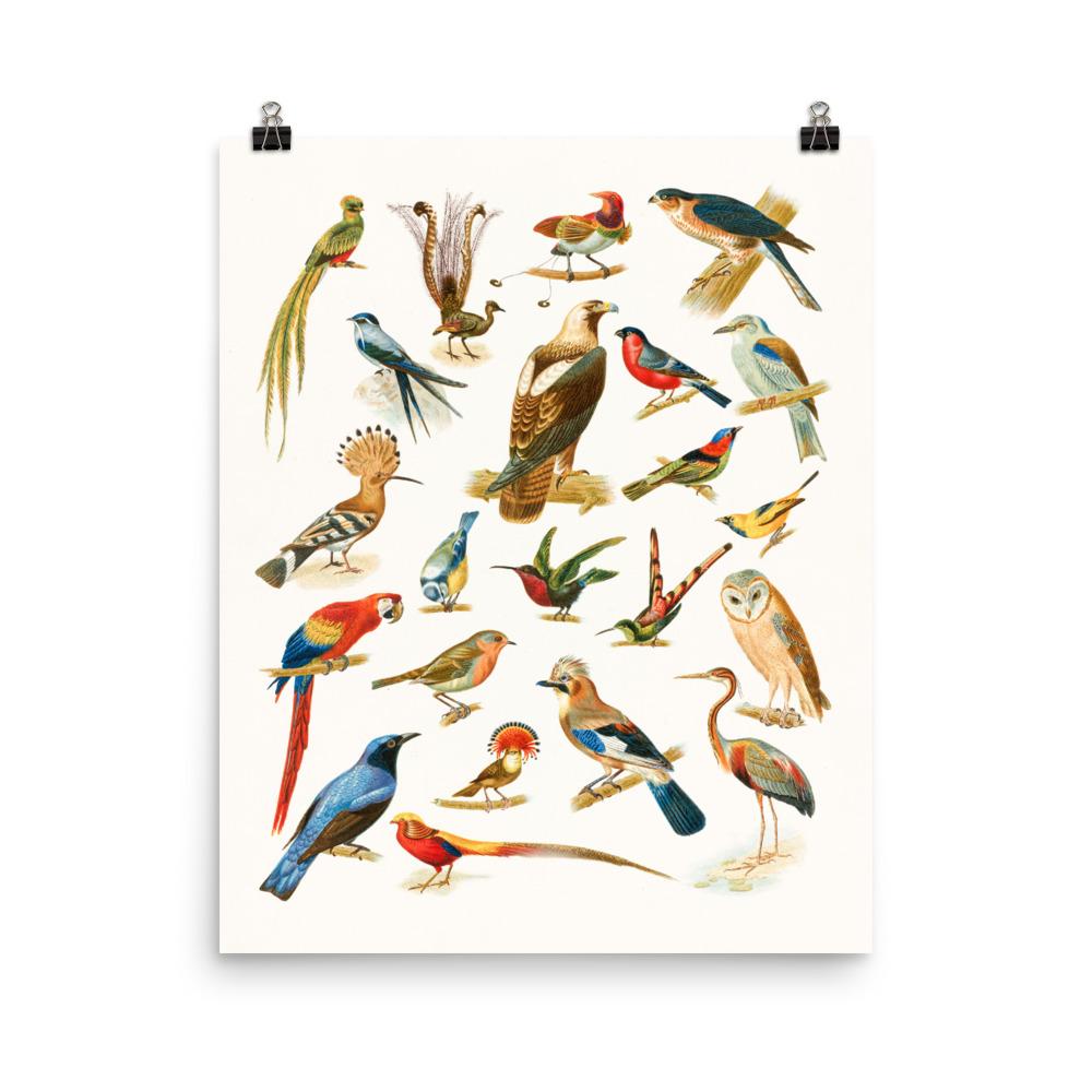 22 Vogelarten - Poster 20x25 cm artlia