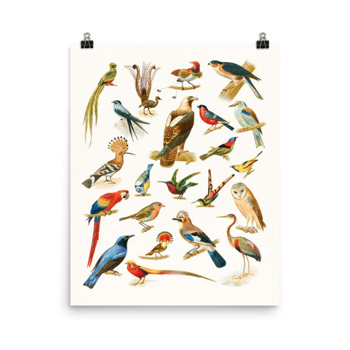 22 Vogelarten - Poster 20x25 cm artlia