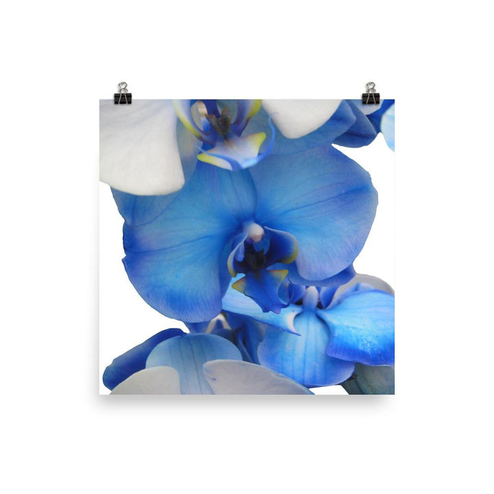 Blue Orchid - Poster 25x25 cm artlia