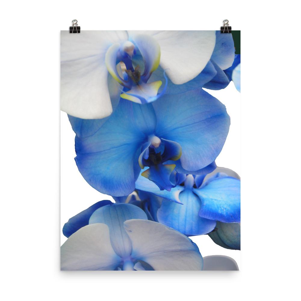Blue Orchid - Poster 30x41 cm artlia