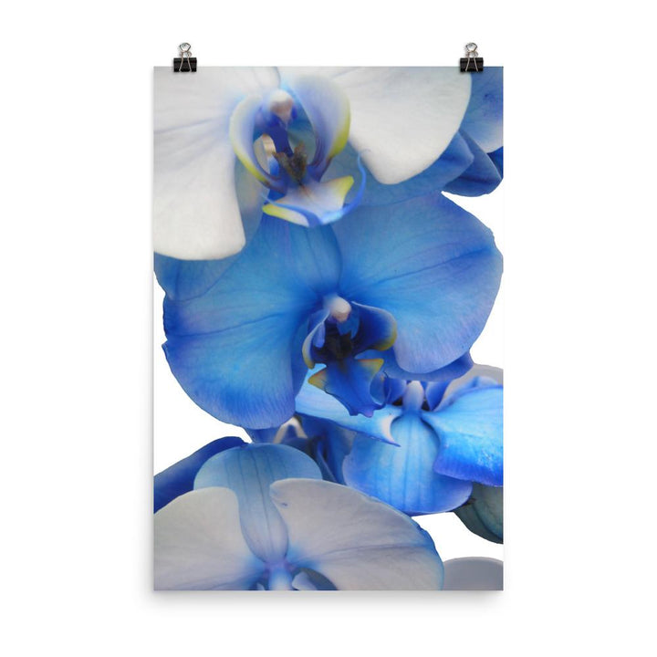 Blue Orchid - Poster 30x45 cm artlia