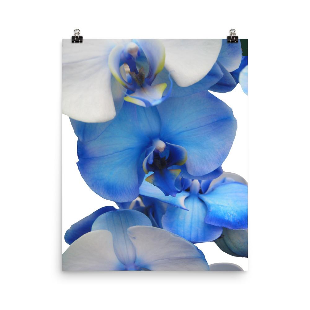 Blue Orchid - Poster 20x25 cm artlia