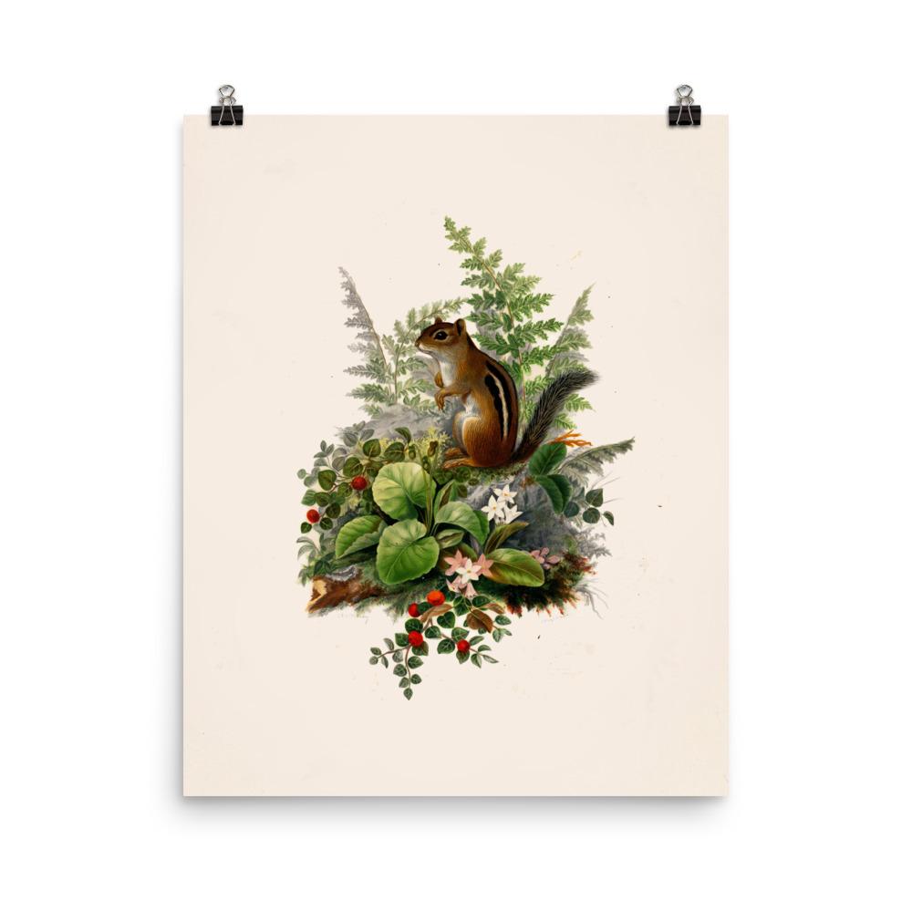 Eichhörnchen - Poster 20x25 cm artlia