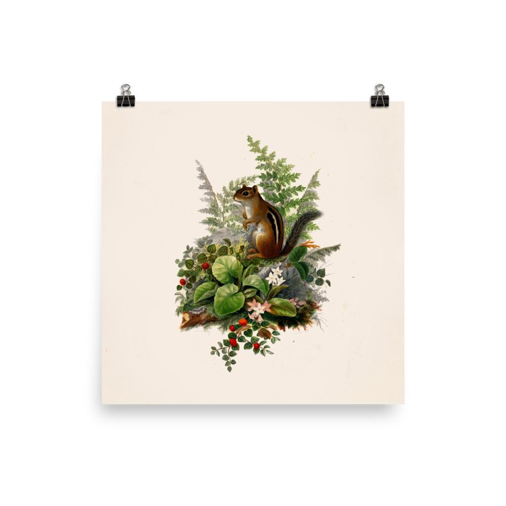 Eichhörnchen - Poster 25x25 cm artlia